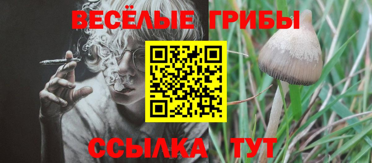 Урус-Мартан  Галлюциногенные грибы Psilocybine cubensis  Вход с VPN 